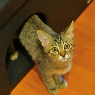 人間大好きな甘えん坊さん♡【おかか】