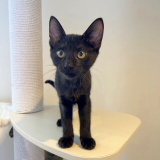 好奇心旺盛で人懐っこい男の子！【ネロ】