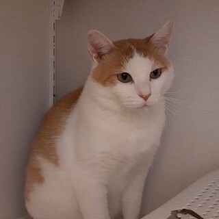 【ちゃたん君】(現在治療中)