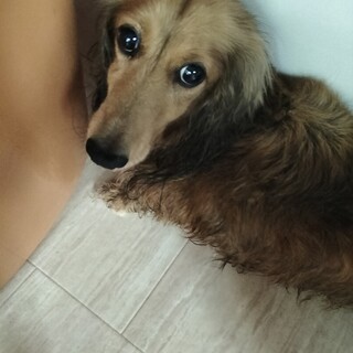 ダックスフンド　7歳　女の子♀