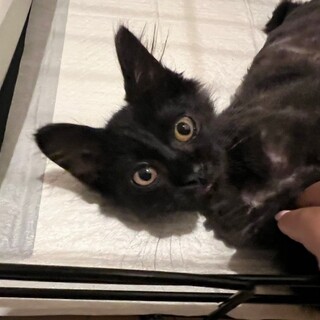 真っ黒で長毛！キンちゃん