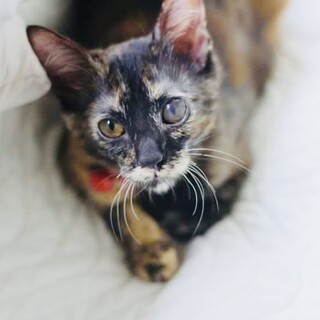 片目がみえにくくても元気いっぱいな風子ちゃん