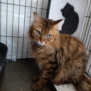 長毛にゃんこのららら【ライ君】