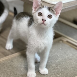 2ヶ月半の男の子