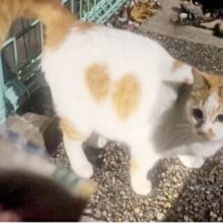 でっぷり可愛い♬希少な白茶の女の子