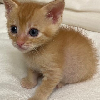 募集停止ゴロゴロ幸せ顔♡きなこ