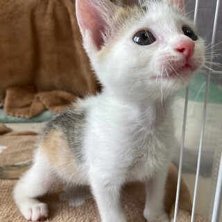 パステル三毛、整った顔立ちの美猫❤️和三盆