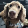 10歳くらいのダックスちゃん♩ サムネイル3