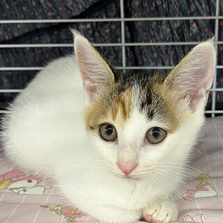 里親決定。マカロンちゃん2ヶ月半