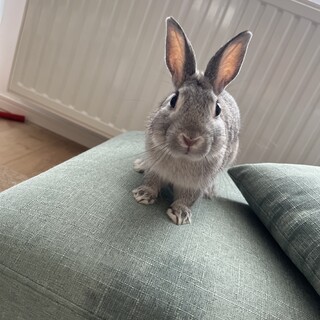 うさぎオス2歳 代理投稿