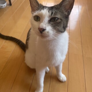 よその仔猫も育てる優しい9ヶ月のお母さん！