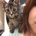 生後2.3ヶ月、肩のり猫！元気で甘えんぼです