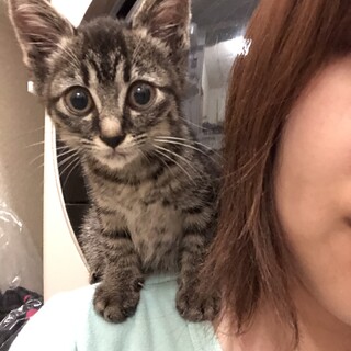 生後2.3ヶ月、肩のり猫！元気で甘えんぼです