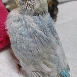 ありがとうございました。