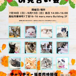 保護猫のお見合い会