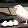 鳥ーズ！