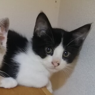 正統派ハチワレ⭐︎ちくわ君