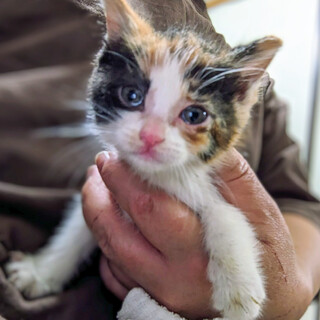 8/6さいたま市岩槻区譲渡会参加　といろちゃん