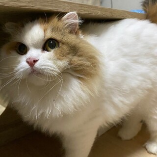 9/17ドーミー岩槻譲渡会参加予定　さやちゃん