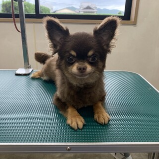 チワワ の女の子！