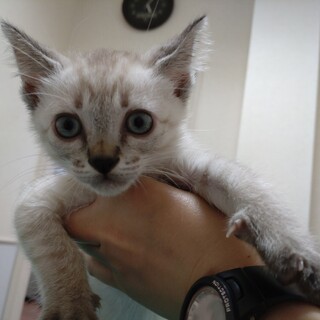 人が大好き★さとみ★遊び好きなシャム系ガール