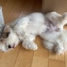 爆睡。お腹の斑点が可愛い。