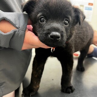 2023年5月下旬生まれ甲斐犬mix？のおはぎ