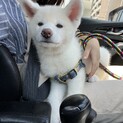 秋田犬 2ヶ月