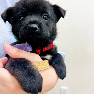 2023年5月下旬生まれ　甲斐犬mix？のおぐら