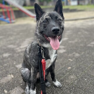 可愛いまおちゃん❤️野犬にも家族を
