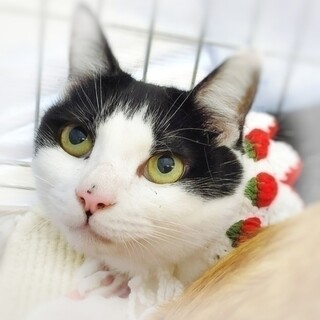 【7/23 東日本橋】心やさしい♡あくびちゃん