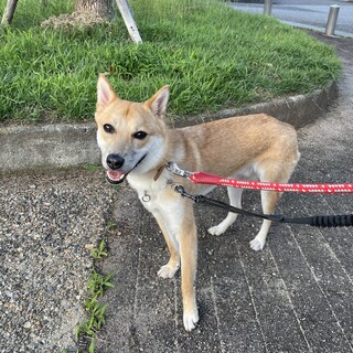 お目目がくりくりこんちゃん❤️野犬にも家族を