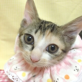 【7/23東日本橋】大きな瞳♥️もなちゃん