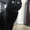 甘えん坊の男の子☆丸顔の黒猫ちゃん3歳‪☆