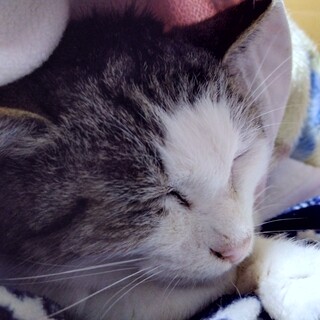 人大好き!一緒に寝んねする猫です。