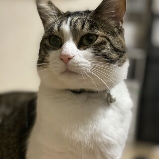 ほんわか優しい甘えん坊の男の子☆7歳☆