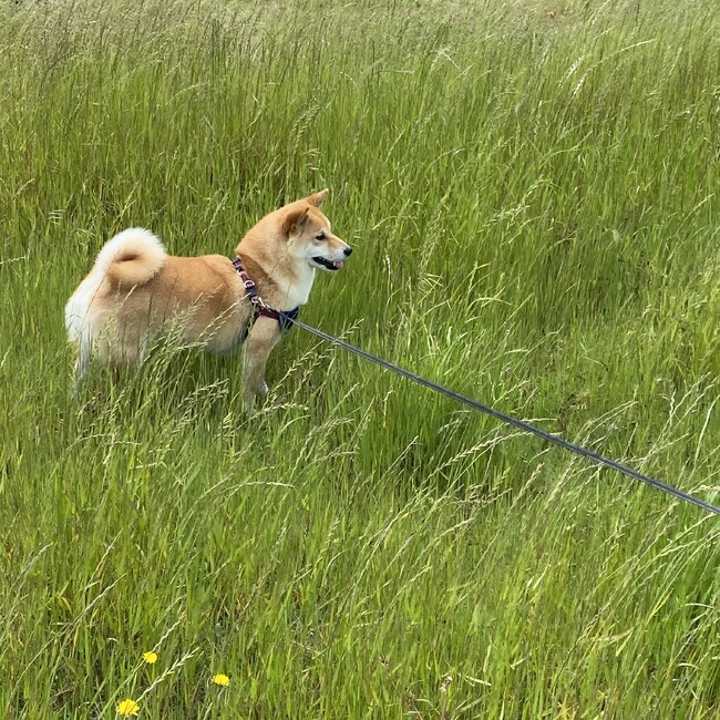 tsuga111のカバー写真