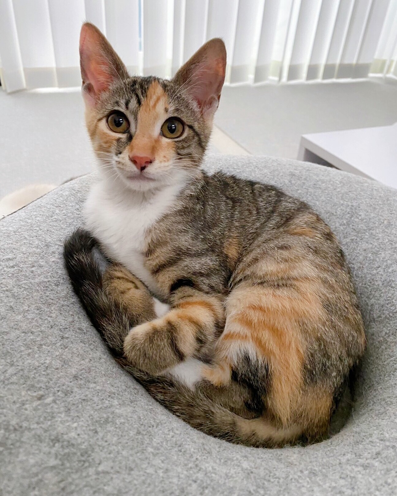 猫ちゃんに必要なものまとめてお譲りします。
