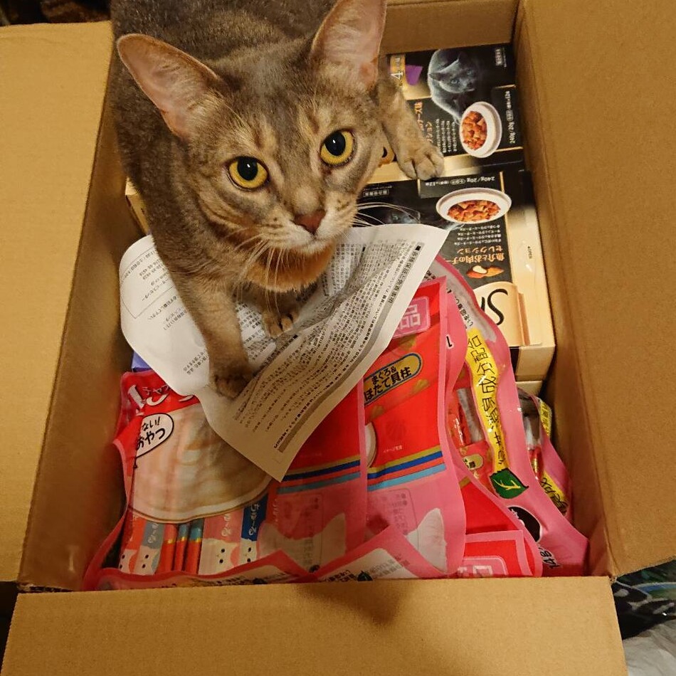 ノアのカバー写真