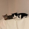 さくら猫が我が家に訪問…いつの間にか仲良しに。