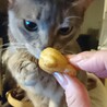 お刺身は食べないが…小麦粉系に目がありません。
