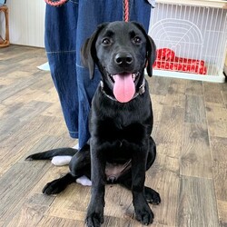 総社市ＡＷＡしつけ教室　＜雨天決行＞定員になりました サムネイル2