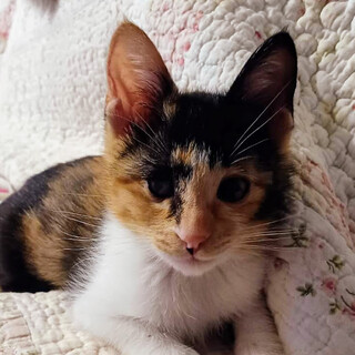 お目目ひとつないけど幸せに生きてる『ミキちゃん』