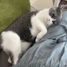 2023.5.5撮影。普段はそうでもありませんが、甘えたい時はこんな感じです。