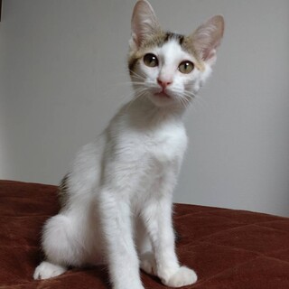 とても人慣れして飼いやすい！癒し系❤元気