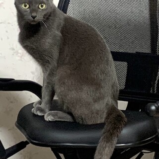 ロシアンブルー系♡うっとりするほど美人です