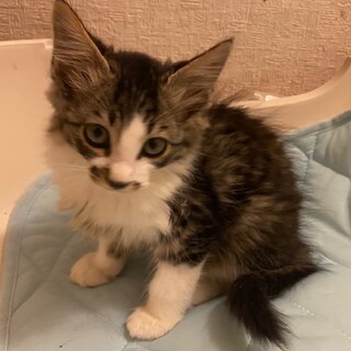 ふわふわマイケルくん