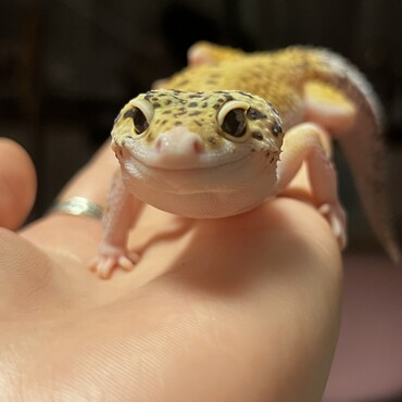 ブルーガ猫みたい