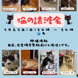 保護ねこ☆小さな譲渡会