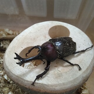 カブトムシ幼虫　Beetle larva